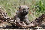 CAIRN TERRIER 225